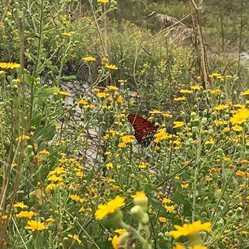 Butterfly on Masonboro Island