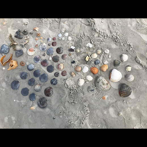 Masonboro Island shells on the beach